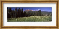 Forest, Kebler Pass, Crested Butte, Gunnison County, Colorado, USA Fine Art Print