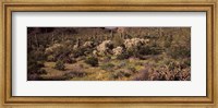 Saguaro cacti (Carnegiea gigantea) on a landscape, Organ Pipe Cactus National Monument, Arizona, USA Fine Art Print