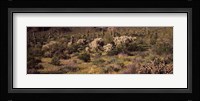 Saguaro cacti (Carnegiea gigantea) on a landscape, Organ Pipe Cactus National Monument, Arizona, USA Fine Art Print