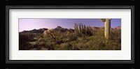 Organ Pipe cactus, Arizona Fine Art Print