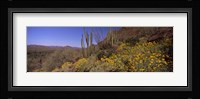 Organ Pipe cactus and yellow wildflowers, Arizona Fine Art Print