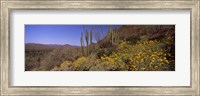 Organ Pipe cactus and yellow wildflowers, Arizona Fine Art Print