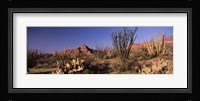 Organ Pipe Cacti, Organ Pipe Cactus National Monument, Arizona, USA Fine Art Print