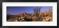 Organ Pipe Cacti, Organ Pipe Cactus National Monument, Arizona, USA Fine Art Print