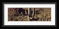 Cacti on a landscape, Arizona Fine Art Print