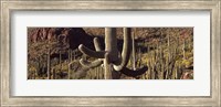 Cacti on a landscape, Arizona Fine Art Print
