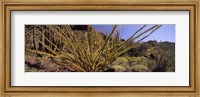 Plants on a landscape, Organ Pipe Cactus National Monument, Arizona (horizontal) Fine Art Print
