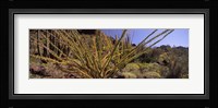 Plants on a landscape, Organ Pipe Cactus National Monument, Arizona (horizontal) Fine Art Print