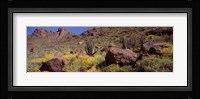 Cacti with wildflowers on a landscape, Organ Pipe Cactus National Monument, Arizona, USA Fine Art Print