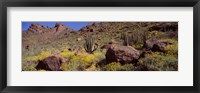 Cacti with wildflowers on a landscape, Organ Pipe Cactus National Monument, Arizona, USA Fine Art Print
