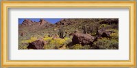 Cacti with wildflowers on a landscape, Organ Pipe Cactus National Monument, Arizona, USA Fine Art Print