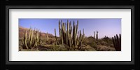 Organ Pipe Cacti on a Landscape, Organ Pipe Cactus National Monument, Arizona, USA Fine Art Print