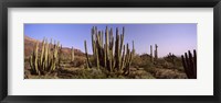 Organ Pipe Cacti on a Landscape, Organ Pipe Cactus National Monument, Arizona, USA Fine Art Print