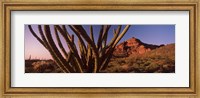 Organ Pipe cactus on a landscape, Organ Pipe Cactus National Monument, Arizona Fine Art Print