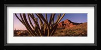 Organ Pipe cactus on a landscape, Organ Pipe Cactus National Monument, Arizona Fine Art Print
