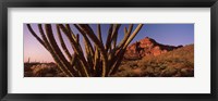 Organ Pipe cactus on a landscape, Organ Pipe Cactus National Monument, Arizona Fine Art Print