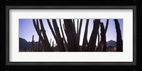 Cactus Close-Up, Organ Pipe Cactus National Monument, Arizona, USA Fine Art Print