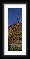 Plants on a landscape, Organ Pipe Cactus National Monument, Arizona (vertical) Fine Art Print