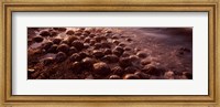 Horseshoe crabs (Limulus polyphemus), spawning, Port Mahon, Delaware River, Delaware, USA Fine Art Print