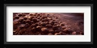 Horseshoe crabs (Limulus polyphemus), spawning, Port Mahon, Delaware River, Delaware, USA Fine Art Print