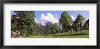 Maple trees with mountain range in the background, Karwendel Mountains, Risstal Valley, Hinterriss, Tyrol, Austria Fine Art Print