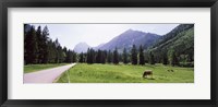Cows grazing in a field, Karwendel Mountains, Risstal Valley, Hinterriss, Tyrol, Austria Fine Art Print