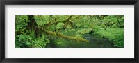 Stream flowing through a rainforest, Hoh Rainforest, Olympic National Park, Washington State, USA Fine Art Print