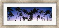 Silhouettes of palm trees at sunset Fine Art Print