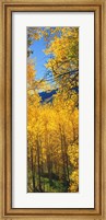 Valley with Aspen trees in autumn, Colorado, USA Fine Art Print