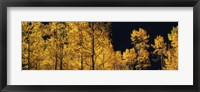 Aspen trees in autumn, Colorado, USA Fine Art Print