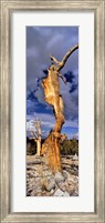Bristlecone pine trees (Pinus longaeva) on a landscape, White Mountain, California, USA Fine Art Print