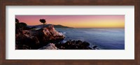 Silhouette of Lone Cypress Tree at a coast, 17-Mile Drive, Carmel, Monterey County, California, USA Fine Art Print