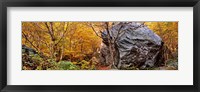 Big boulder in a forest, Stowe, Lamoille County, Vermont, USA Fine Art Print