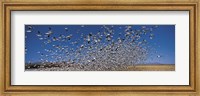 Flock of Snow geese flying, Bosque Del Apache National Wildlife Reserve, New Mexico Fine Art Print