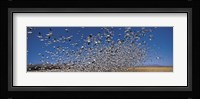 Flock of Snow geese flying, Bosque Del Apache National Wildlife Reserve, New Mexico Fine Art Print