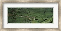 Tea plantation, Java, Indonesia Fine Art Print