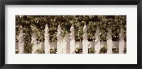 White picket fence surrounded by bushes along Truman Avenue, Key West, Monroe County, Florida, USA Fine Art Print