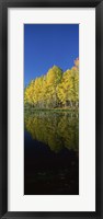 Reflection of Aspen trees in a lake, Colorado, USA Fine Art Print