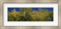 Low angle view of trees, Colorado, USA Fine Art Print