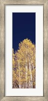 Low angle view of Aspen trees, Colorado, USA Fine Art Print