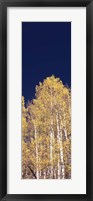 Low angle view of Aspen trees, Colorado, USA Fine Art Print