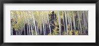 Aspen trees in a forest, Aspen, Pitkin County, Colorado, USA Fine Art Print