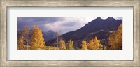 Trees in a forest, U.S. Route 550, Jackson Guard Station, Colorado, USA Fine Art Print