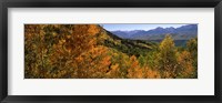 Forest, Silverton, San Juan County, Colorado, USA Fine Art Print