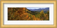 Forest, Silverton, San Juan County, Colorado, USA Fine Art Print