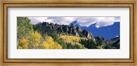 Forest on a mountain, Jackson Guard Station, Ridgway, Colorado, USA Fine Art Print