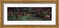 Herd of impalas (Aepyceros Melampus) grazing in a forest, Kruger National Park, South Africa Fine Art Print