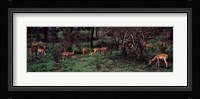 Herd of impalas (Aepyceros Melampus) grazing in a forest, Kruger National Park, South Africa Fine Art Print