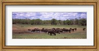 Herd of Cape buffaloes (Syncerus caffer) use a mud hole to cool off in mid-day sun, Kruger National Park, South Africa Fine Art Print
