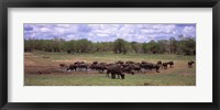 Herd of Cape buffaloes (Syncerus caffer) use a mud hole to cool off in mid-day sun, Kruger National Park, South Africa Fine Art Print